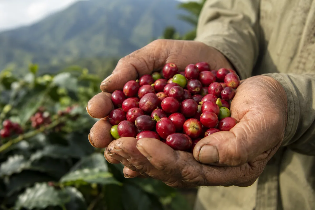 Coffee cherries held in farmer's hands